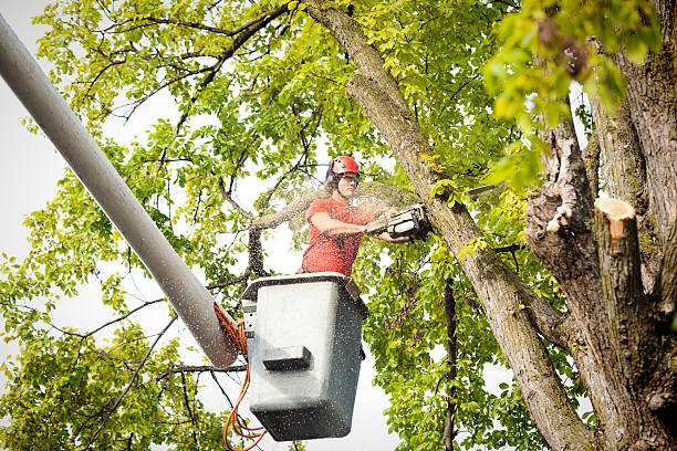 Tree Service Company in Shelby, MS